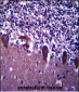TLE6 Antibody (N-term )