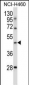 TLE6 Antibody (N-term )