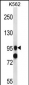 SIDT1 Antibody (Center)