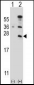 CD3E Antibody (C-term)