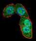 SMAD3 Antibody (Center)