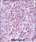 SMAD3 Antibody (Center)