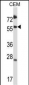 SMAD3 Antibody (Center)