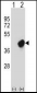 CRKL Antibody (N-term)