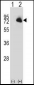 BTK Antibody (N-term)