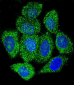 IMPDH1 Antibody (C-term)