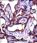 ALPPL2 Antibody (N-term)