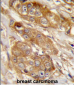 GRINA Antibody (Center)