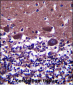DNAL4 Antibody (N-term)