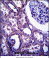 EMP2 Antibody (C-term)