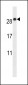 EMP2 Antibody (C-term)