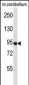 NSMAF Antibody (N-term)