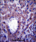 CNIH Antibody (C-term)