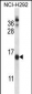 CNIH Antibody (C-term)