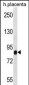 SIDT2 Antibody (Center)