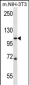 SIDT2 Antibody (Center)