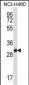 STX17 Antibody (N-term)