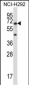 PODXL2 Antibody (C-term)