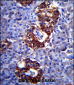 SYP Antibody (C-term)