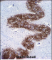 SYP Antibody (C-term)