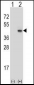 SYP Antibody (C-term)