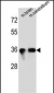 SYP Antibody (C-term)