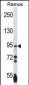 PCDHGA3 Antibody (Center)