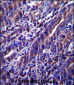 MUC1/EMA Antibody (C-term)