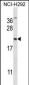 MUC1/EMA Antibody (C-term)