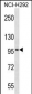 MID2 Antibody (C-term)