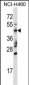 TRIM15 Antibody (Center)