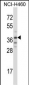 TRIM31 Antibody (C-term)