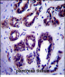ATG9B Antibody (C-term)