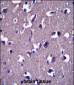 GRID1 Antibody (C-term)