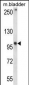 GRID1 Antibody (C-term)