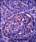 LRRN4 Antibody (C-term)