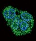 SFTPC Antibody (C-term)