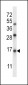 SFTPC Antibody (C-term)