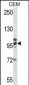 TLR2 Antibody (Center)