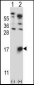 GYPB Antibody (Center)