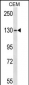 GRM1 Antibody (C-term)