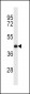 MCL1 Antibody (Center)