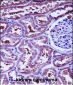 HTRA2 Antibody (N-term)