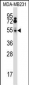 HTRA2 Antibody (N-term)