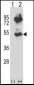 HTRA2 Antibody (N-term)