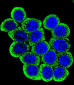 MMP13 Antibody (Center)