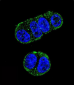 FOLH1 Antibody (N-term)