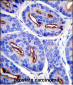 FOLH1 Antibody (N-term)