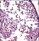 SUMO1 Antibody (N-term)