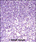 H2AFX Antibody (C-term)